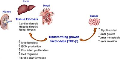 Therapeutic Targets for the Treatment of Cardiac Fibrosis and Cancer: Focusing on TGF-β Signaling